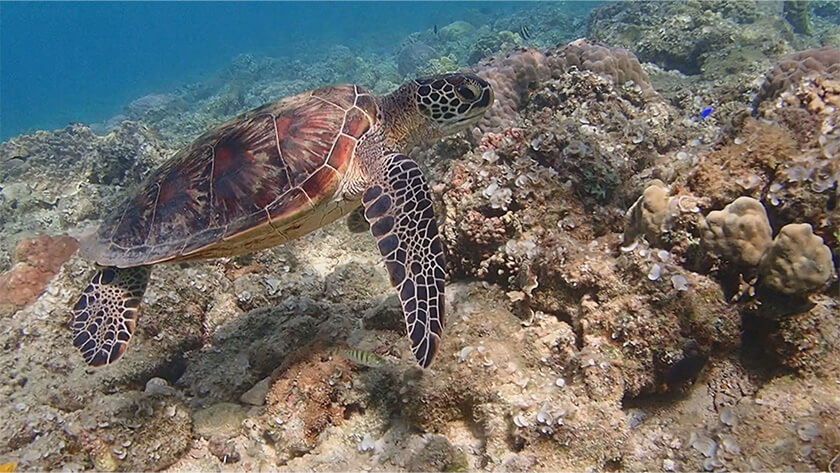 【いっトコ】2週連続沖縄の旅！！離島編