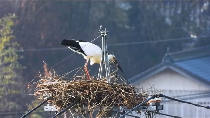 幸福の鳥／世羅町