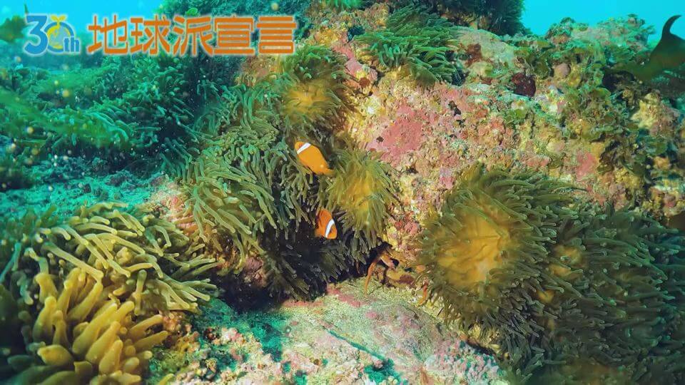 クマノミ／山口県・青海島