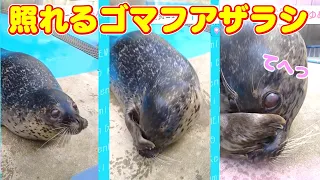 【けんみん元気ニュース】照れる仕草が可愛いゴマフアザラシのゆめちゃん♡