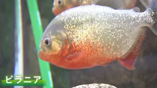 【地球派宣言】実は臆病！？肉食魚ピラニアの意外な生態