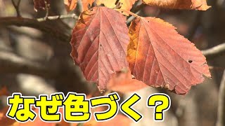【地球派宣言】「紅葉を楽しむ山登り植物観察会」秋にカエデが赤や黄色に色づく理由