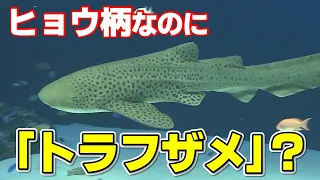 【地球派宣言】「人間による乱獲でピンチも…」見た目と名前が違う？サメの生態