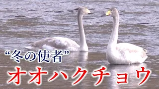 【地球派宣言】「安芸高田市」江の川に飛来　成長と共に純白へと変わる渡り鳥