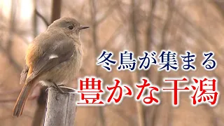 【地球派宣言】「希少種も飛来」竹原市・ハチの干潟／スズメが減少した原因は？