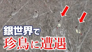 【地球派宣言】「ヒレンジャクにも遭遇」銀世界で見つけた野生動物の暮らし｜北広島町・八幡高原