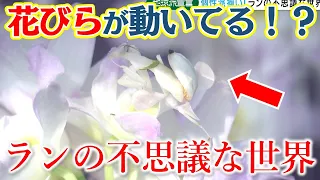 【地球派宣言】「花びらにそっくりな虫も」個性派揃いのランの世界｜栽培温室にも潜入