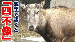 【地球派宣言】「野生で一度絶滅」安佐動物公園で出会える貴重な動物「シフゾウ」｜名前の由来は？