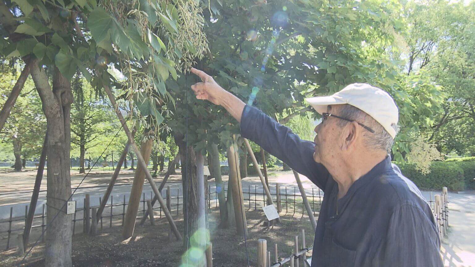 “もの言わぬ証人”被爆樹木　30年以上見守る樹木医｜地球派宣言