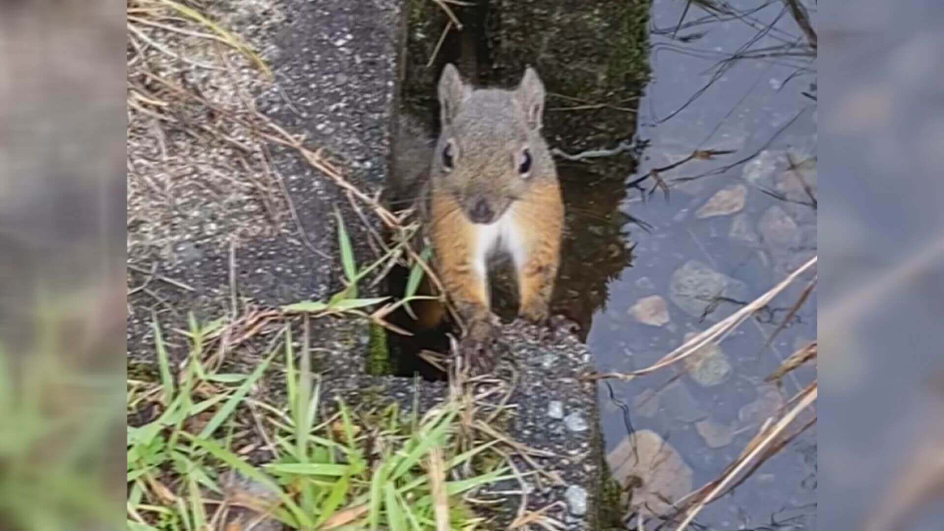 絶滅危惧の希少なニホンリスが庄原市に出没　その理由とは？｜地球派宣言