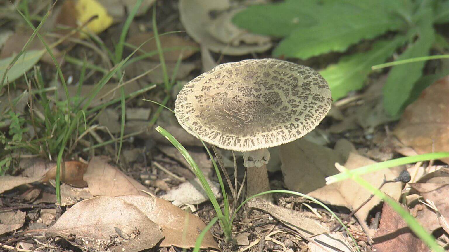 【要注意】広島市中心部で毒キノコ｜地球派宣言