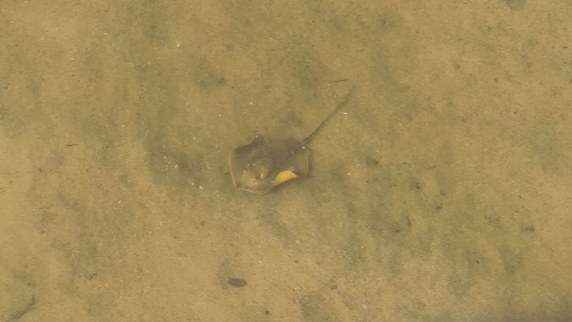 【なぜ？】海の生き物「エイ」　広島県内で目撃相次ぐ｜地球派宣言