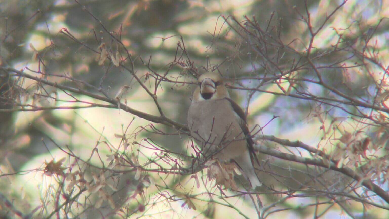 【北広島町】冬の八幡高原　越冬する冬鳥を探して｜地球派宣言