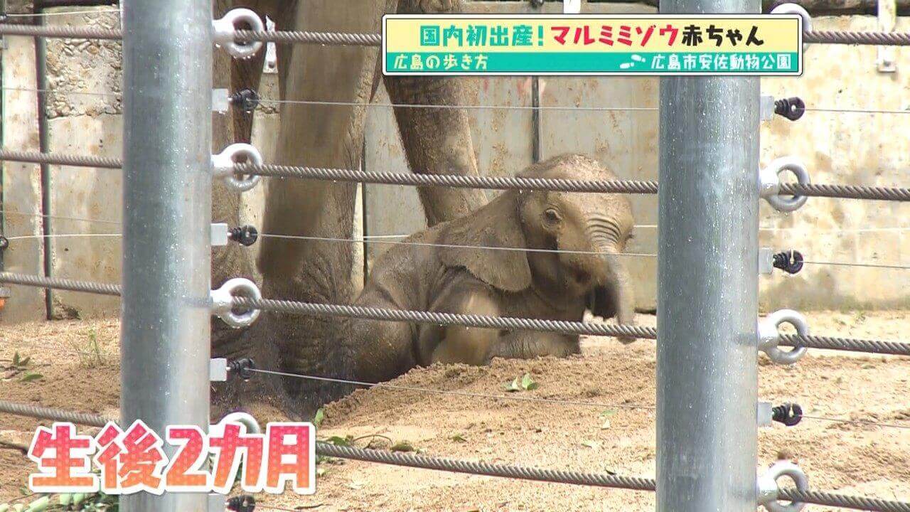 「広島の歩き方」vol.28後編 日本で唯一のマルミミゾウの赤ちゃんとご対面！雨の日でもにぎわう広島市安佐動物公園へ