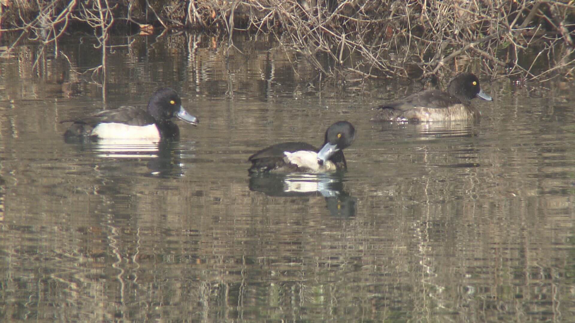 【広島大学 東広島キャンパス】大学まるごと博物館　希少な生き物も｜地球派宣言