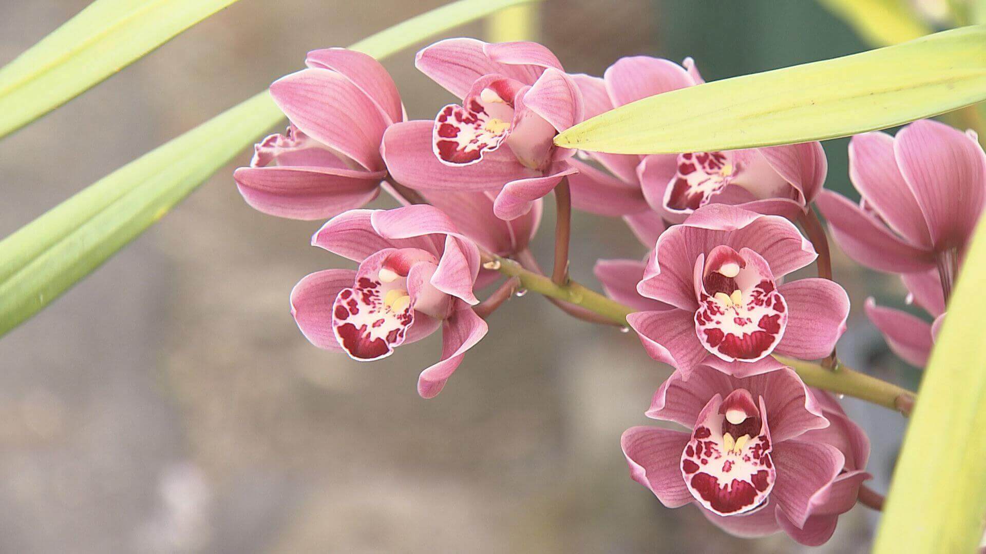 【広島市植物公園】“やりすぎ進化”も　個性派ランの世界｜地球派宣言