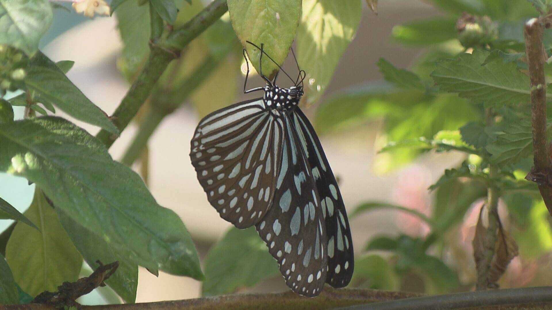 【広島市森林公園こんちゅう館】まるで宝探し！越冬する昆虫たち｜地球派宣言