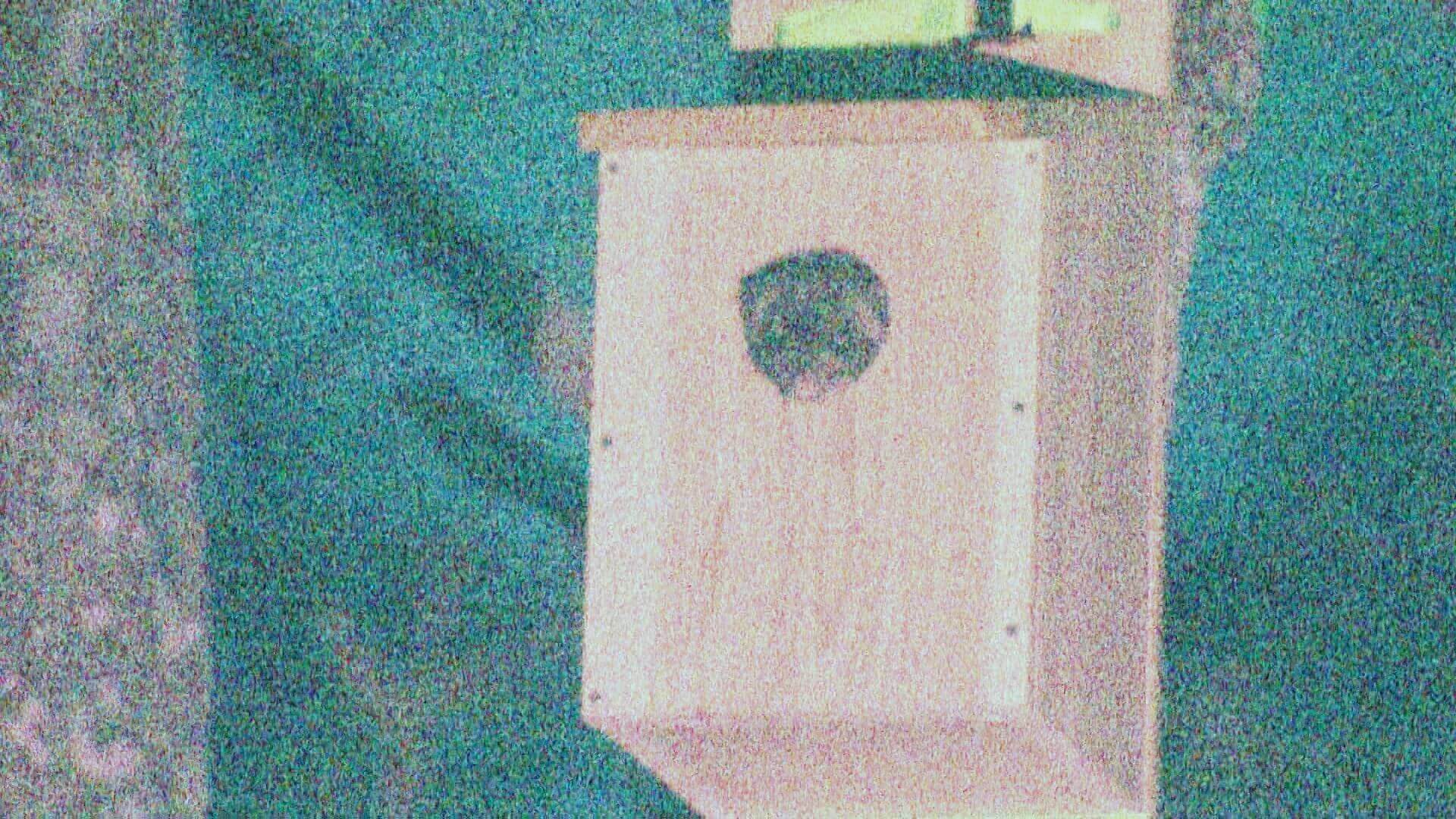 希少なムササビを探せ！北広島町で観察会｜地球派宣言