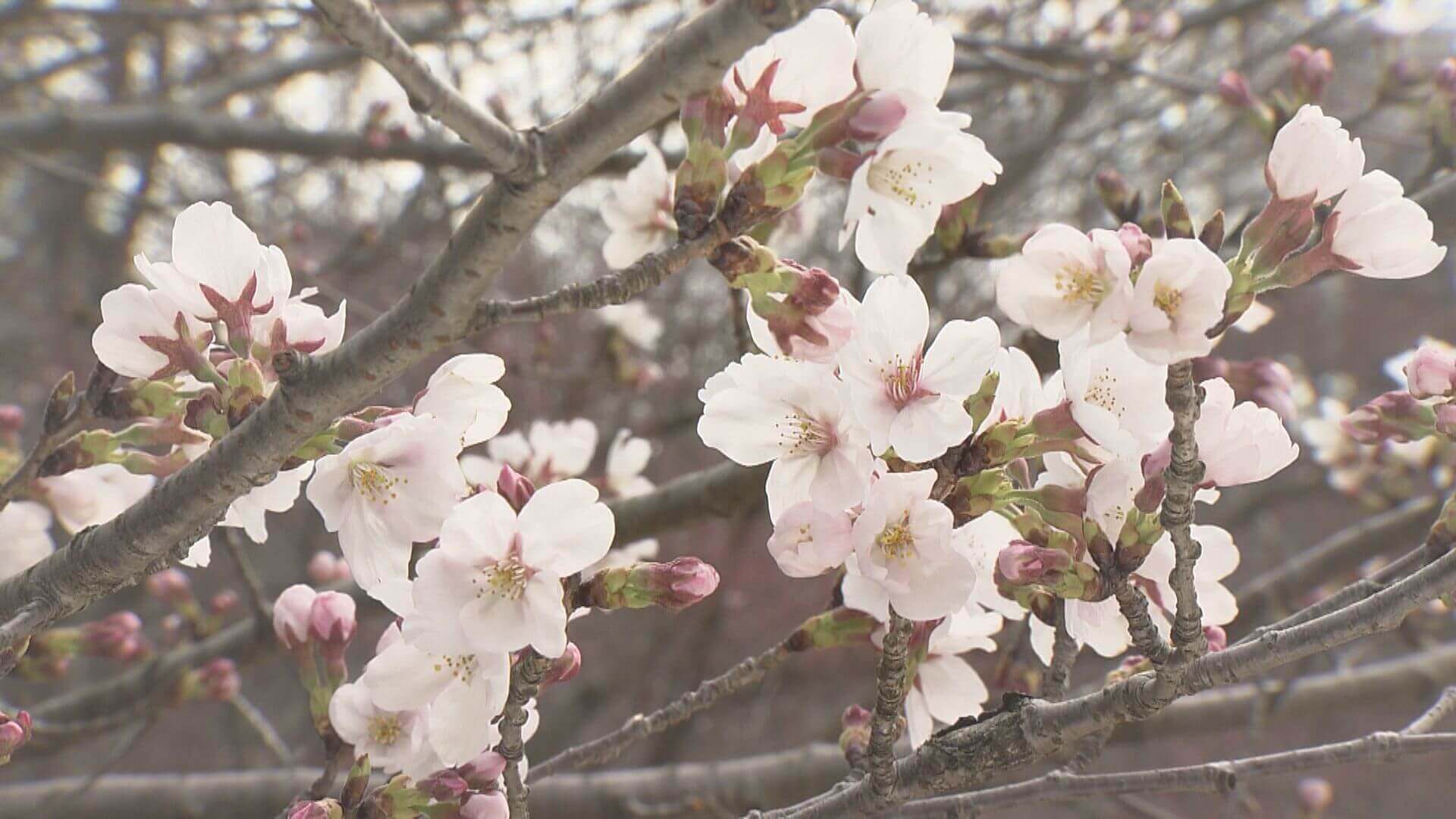 【広島市植物公園】サクラを早く咲かせる「開花促成」に密着｜地球派宣言