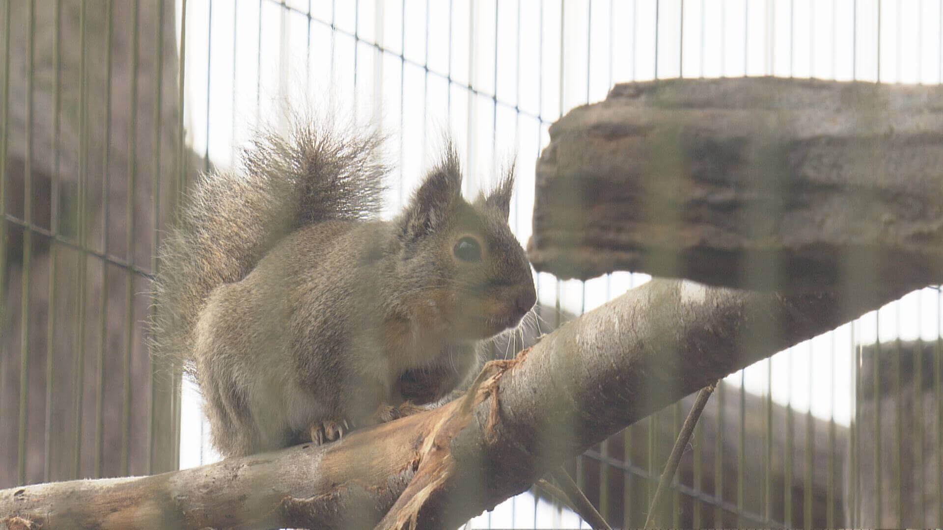 【安佐動物公園に仲間入り】「まるで忍者」希少なニホンリスのヒミツ｜地球派宣言