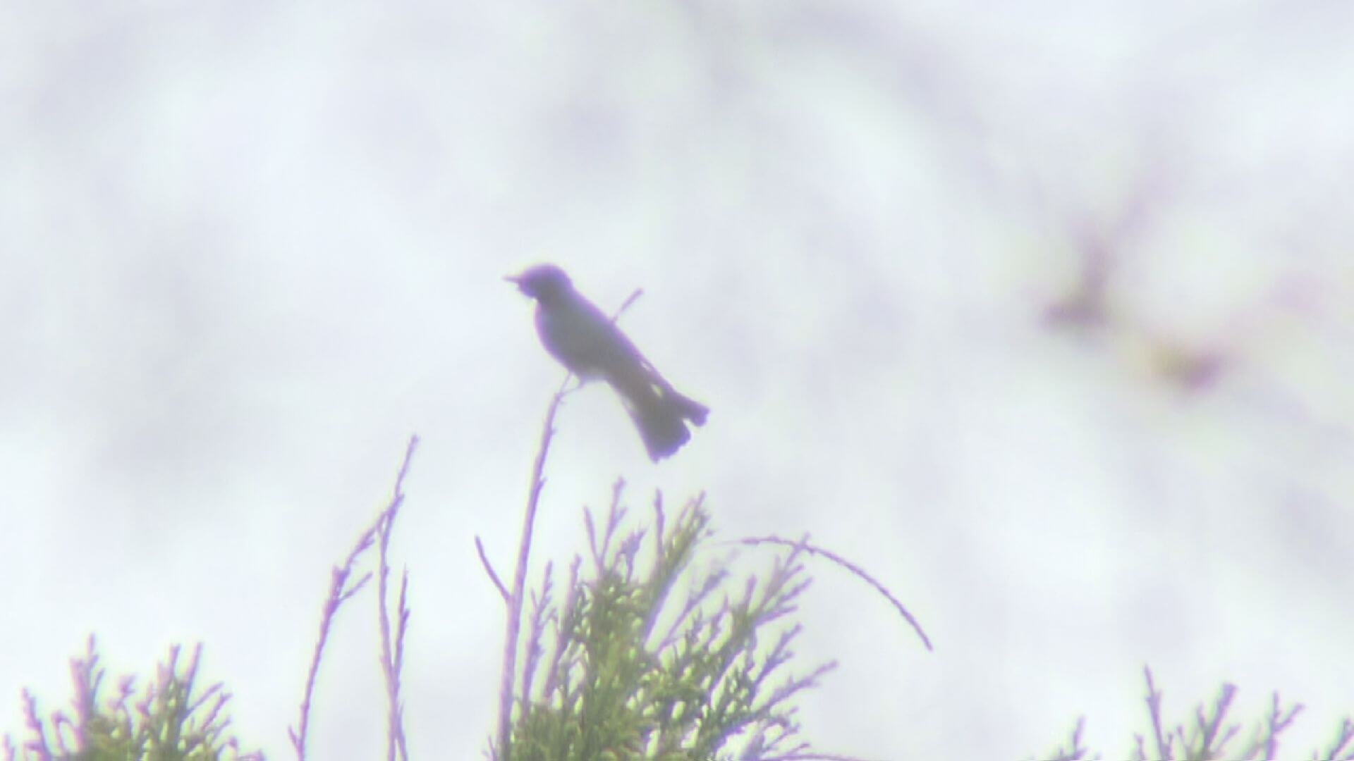 【春の八幡高原で野鳥探し】バードウォッチャー憧れの鳥も｜地球派宣言