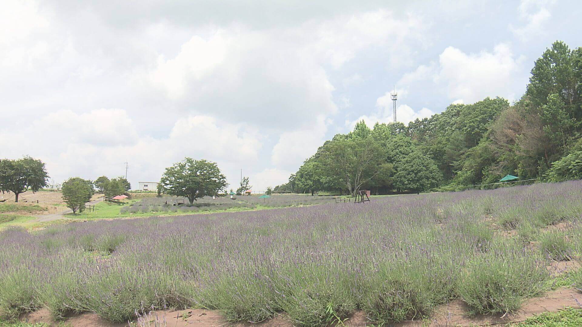 【世羅町】香山ラベンダーの丘　“唯一無二の香り”1万株のラベンダー｜地球派宣言